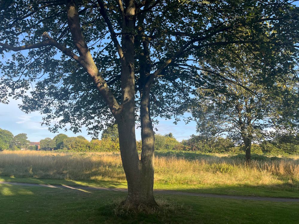a tree against an unmowed meadow