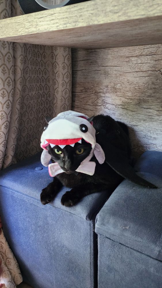 Gato preto com uma fantasia de tubarão olhando fixamente para camera e te julgando