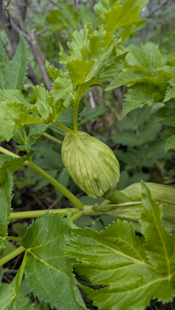 Green plant with a bulge containing SOMETHING 