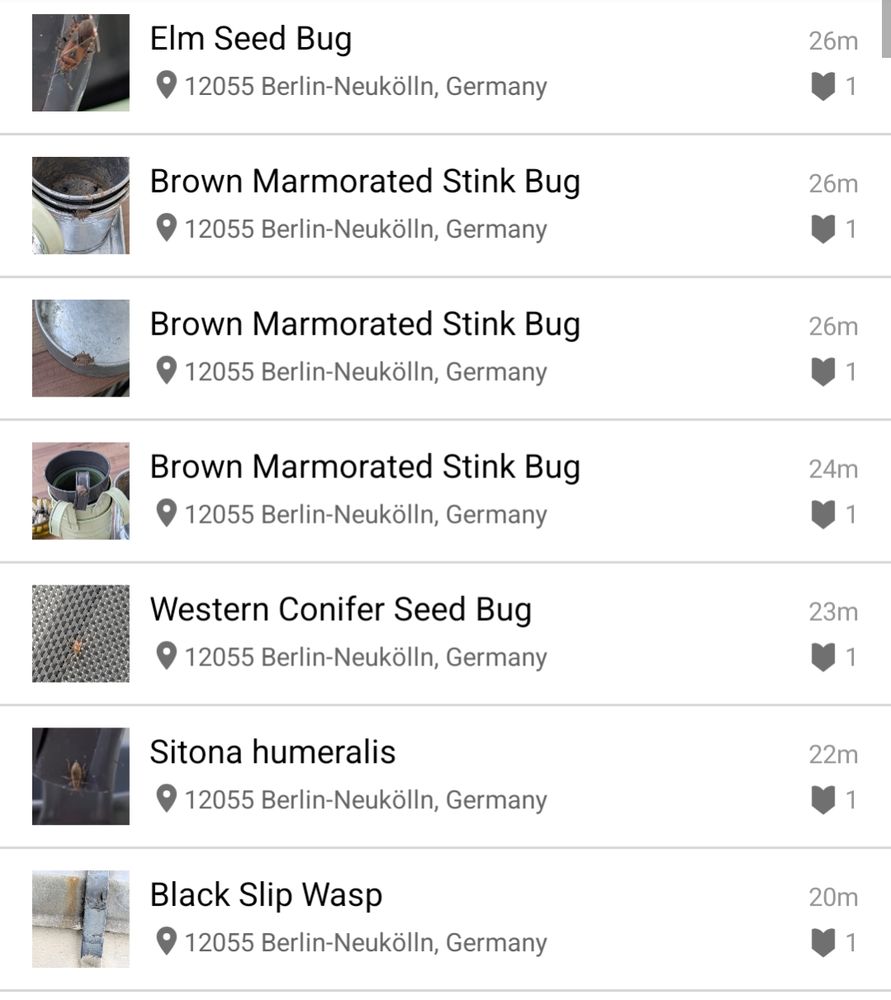 A screenshot of iNaturalist, featuring an elm seed bug, three brown marmorated stink bugs, a western conifer seed bug, a sitona humeralis which I believe is a type of small weevil, and a black slip wasp who was very long and pointy