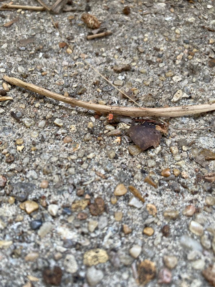 A more distant photo of the darling little orb weaver, showing how tiny it is. It’s about half the size of a single pea. 
