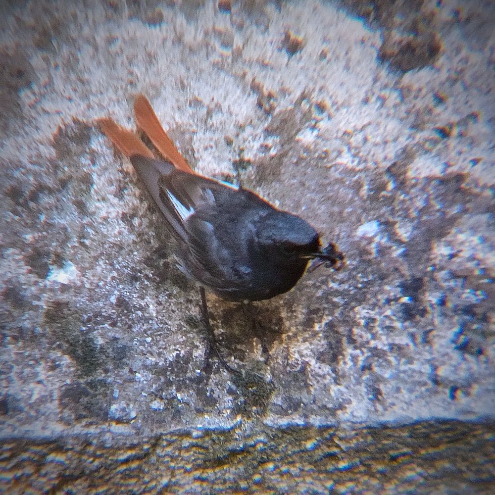 Rougequeue avec un insecte dans le bec