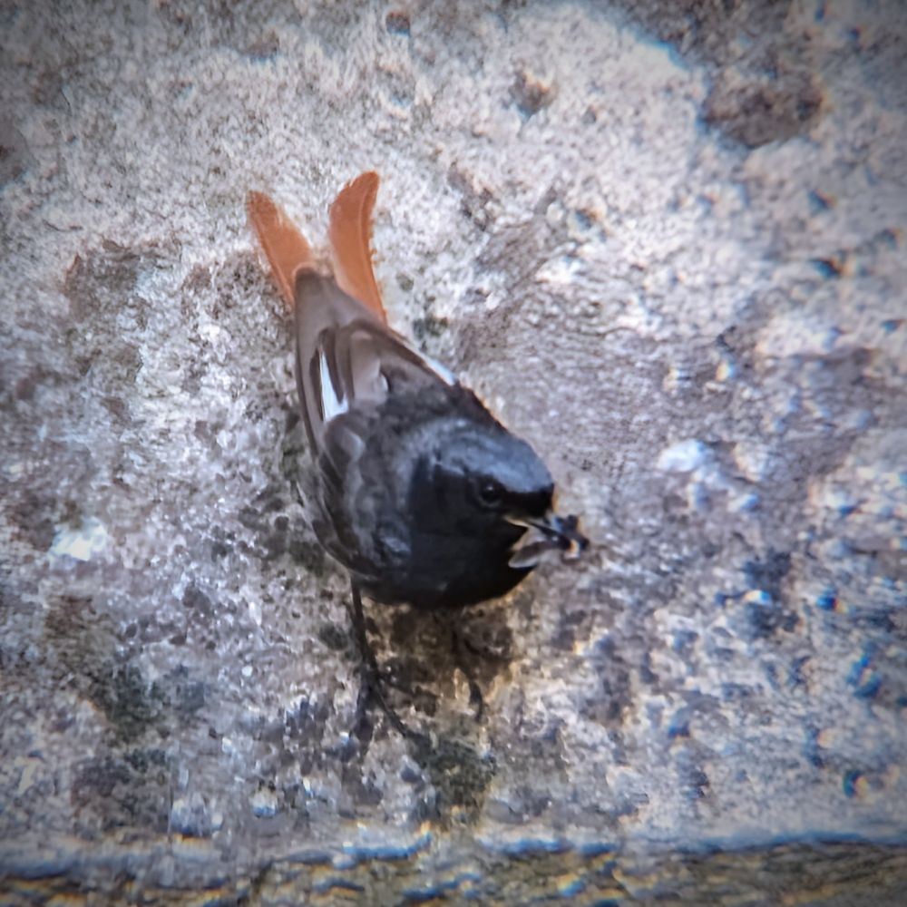 Rougequeue avec un insecte dans le bec 