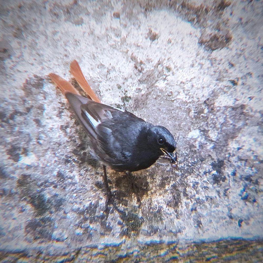 Rougequeue avec un insecte dans le bec qui regarde l'objectif