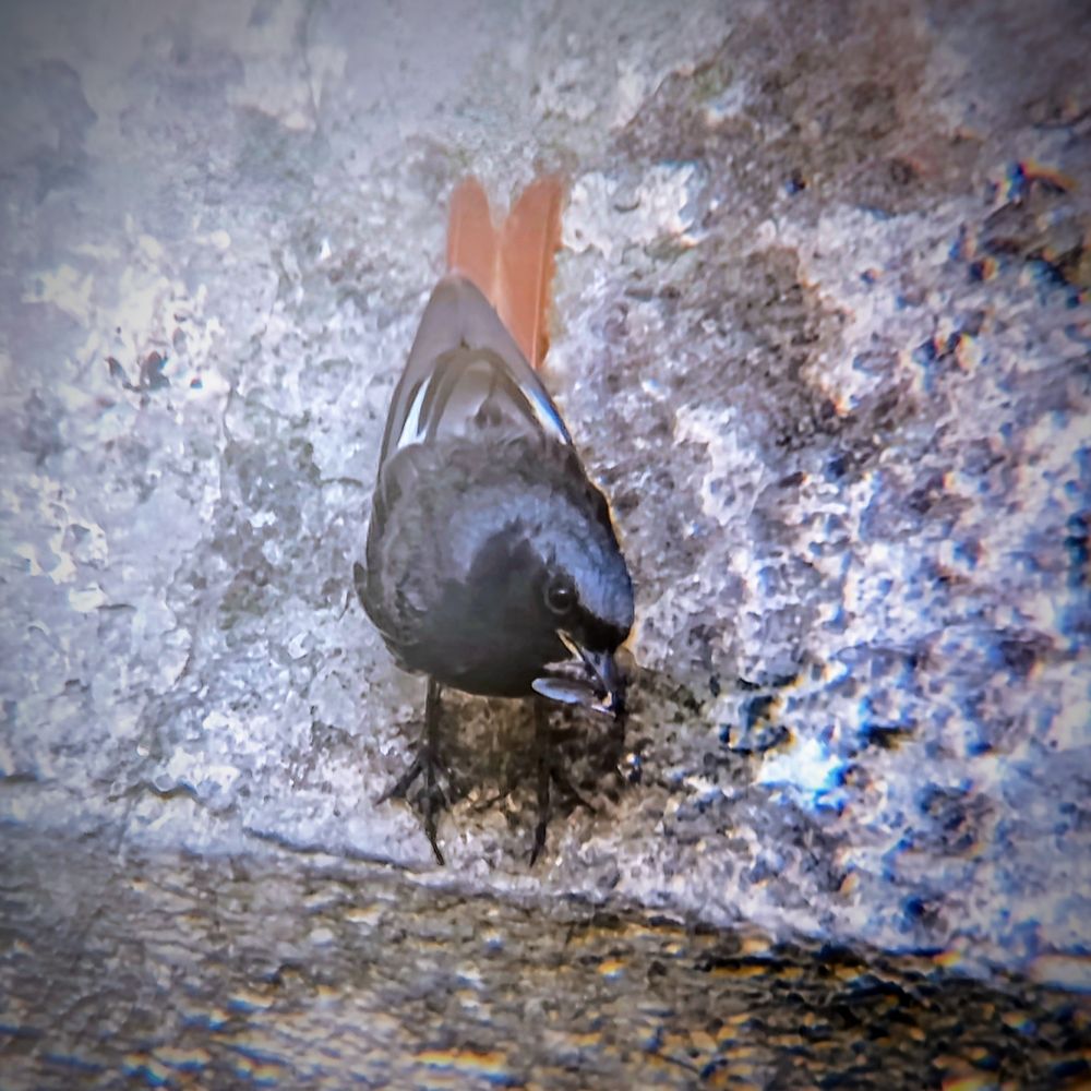 Rougequeue avec un insecte dans le bec qui regarde l'objectif