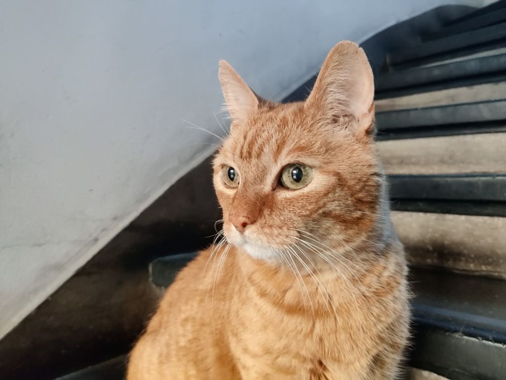 Gato anciano de pelaje amarillo al comienzo de la escalera de entrada de un edificio.