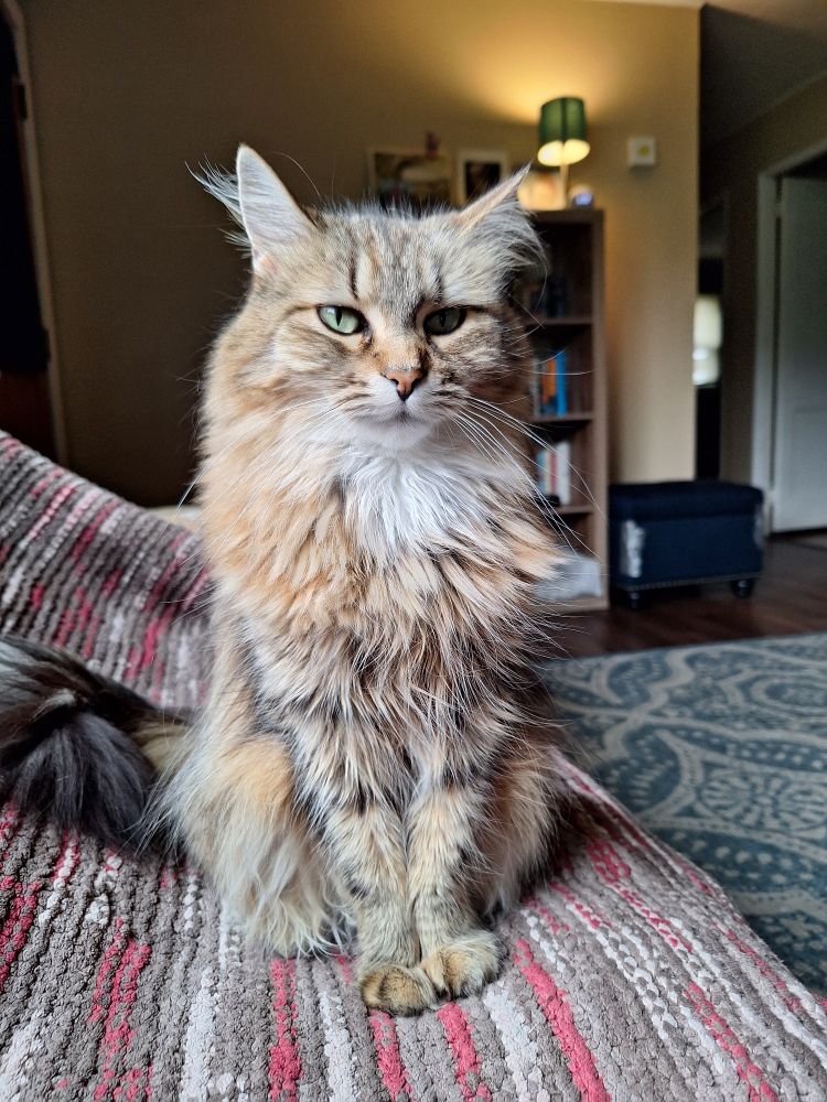 A picture of my longhair brown and white cat sitting on my couch looking very pretty with her feet put together 