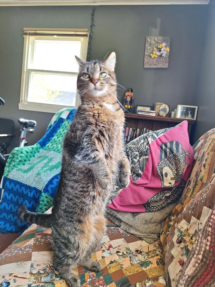 My tabby Klaus standing on his hind legs looking out the window