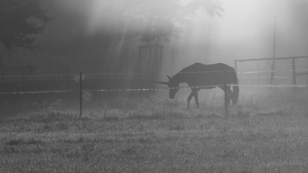 definitely not edited photo of unicorn.