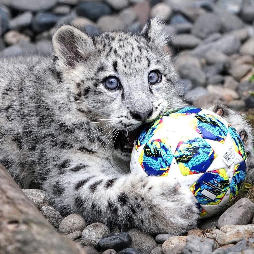 Filhote de leopardo das neves segurando uma bola de futebol com suas patas enormes e peludas e mordendo ela enquanto olha pra quem tirou a foto