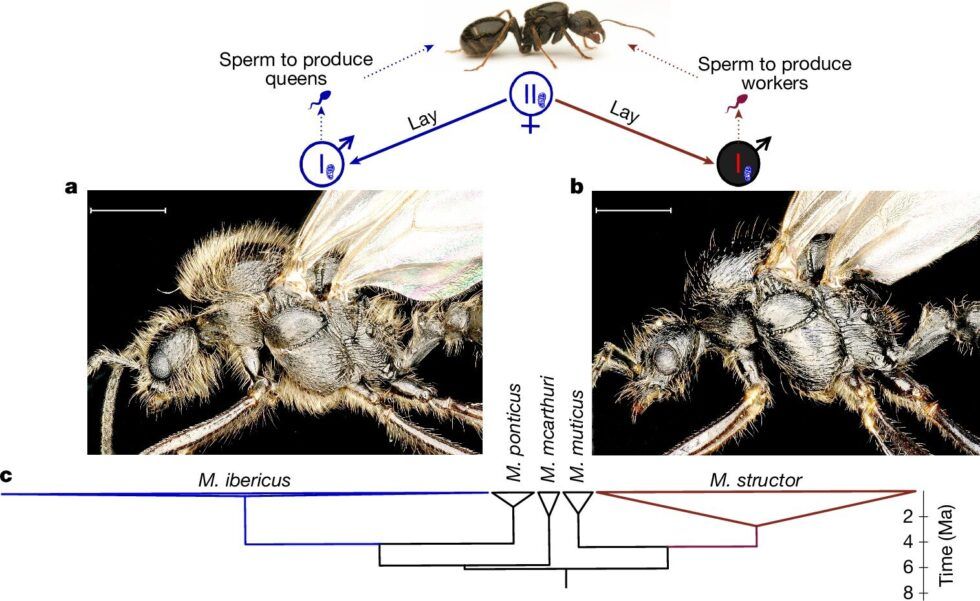 Fuente de la imagen: Juvé, Y., Lutrat, C., Ha, A. et al. One mother for two species via obligate cross-species cloning in ants. Nature (2025). https://doi.org/10.1038/s41586-025-09425-w
