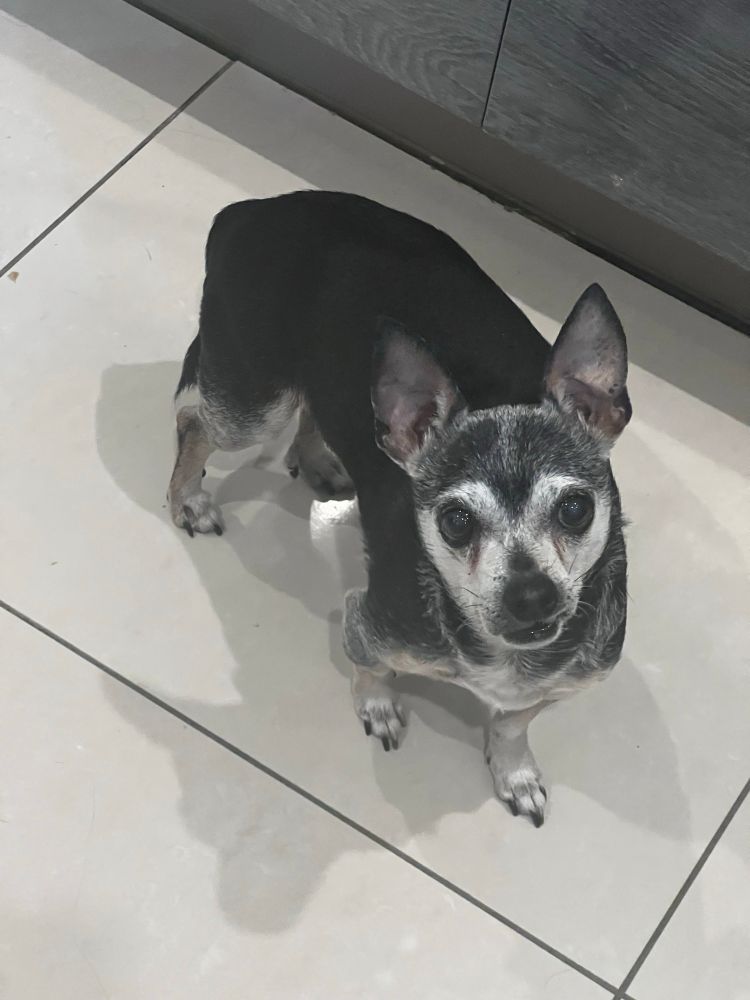 A small black and white dog.