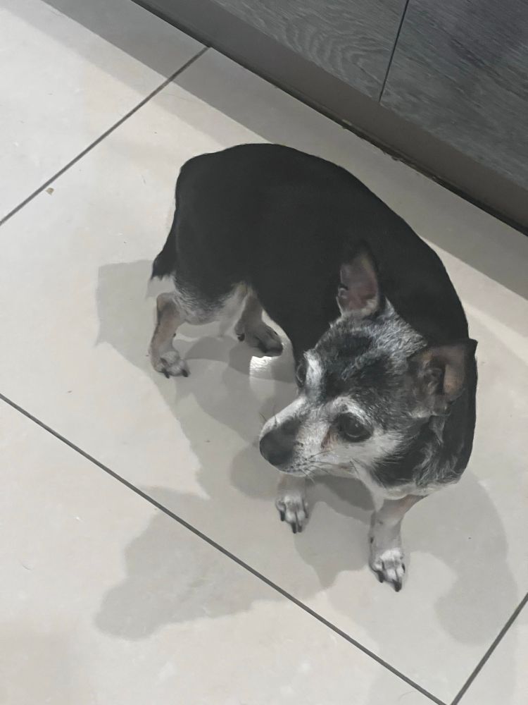 A small black and white dog.