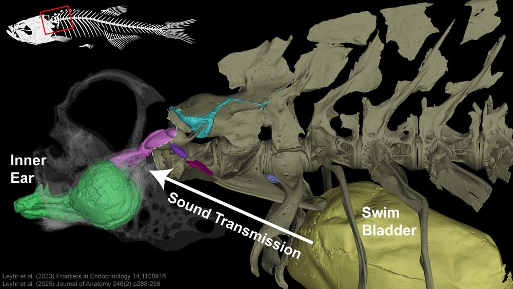Weberian ligaments (shades of purple) connecting the bony ossicles to the fluid-filled chambers of the ear (sinus perilymphaticus – pink, sinus endolymphaticus – green).