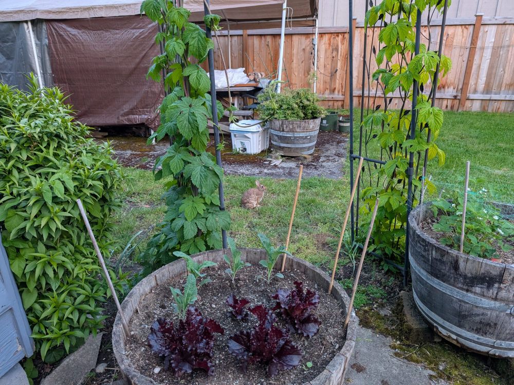 A brown bunny sitting in the grass nonchalantly. In the foreground there is a planter with several red lettuces and kale plants. 