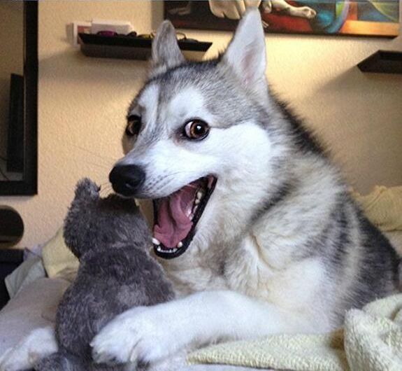 Pun dog meme, with similar smile