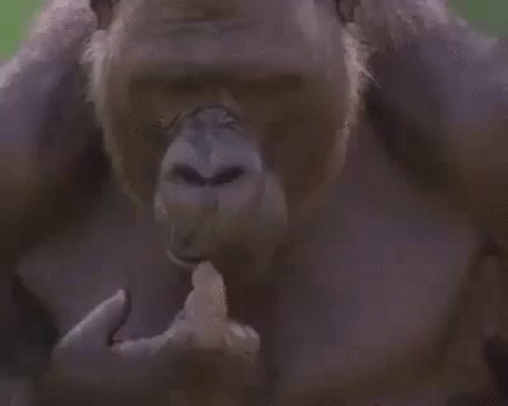 a gorilla is eating a piece of food with its hand .