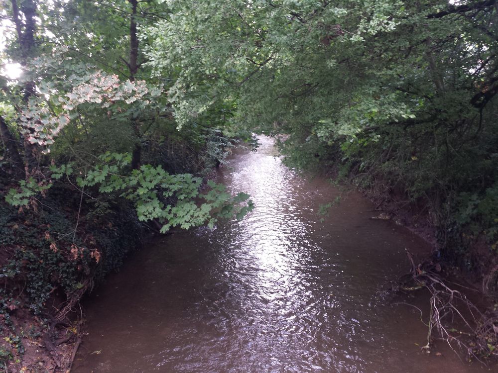 Die braune Pfrimm in Pfeddersheim. Ufer ist zugewachsen mit großen Bäumen. Man sieht schon die ersten braunen Blätter