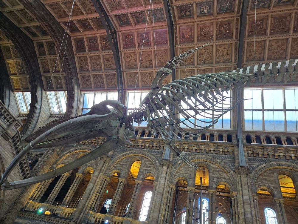 Blue Whale skeleton (front)