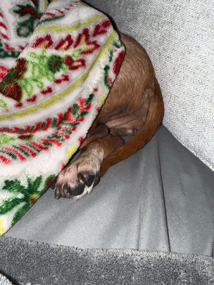 Cute dachshund paws (the rear ones) sticking out from under a blanket. 