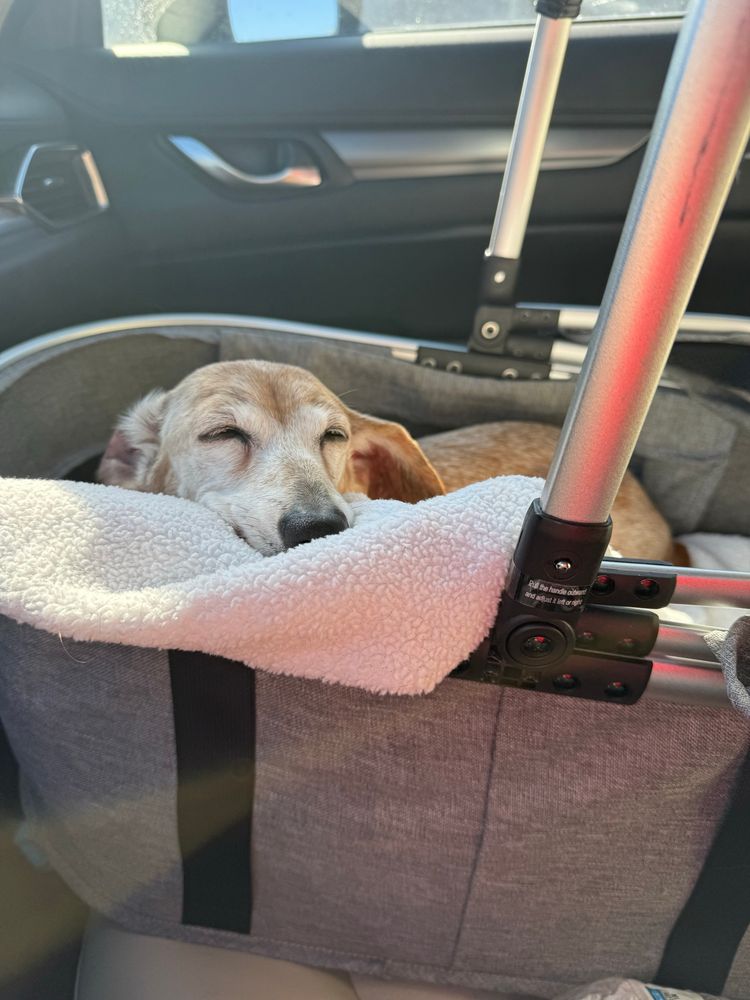 Frosty-faced senior dachshund snoozes in her car seat, with her head resting on the rim of the car seat. 