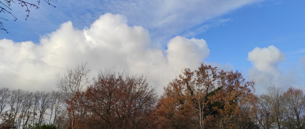 Herbstliche Baumwipfel mit hellen Wolken am Himmel