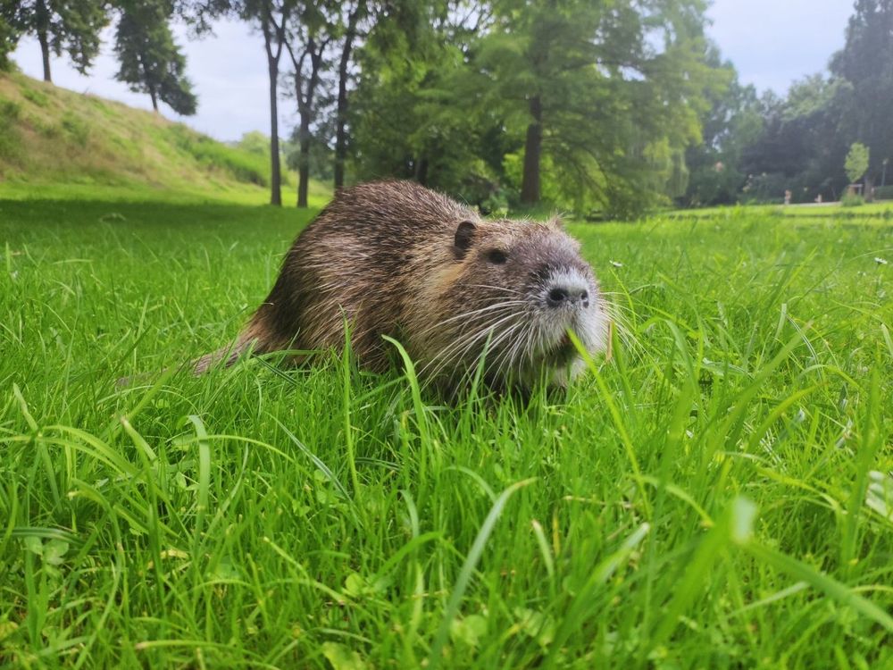 ein nutria auf eine wiese