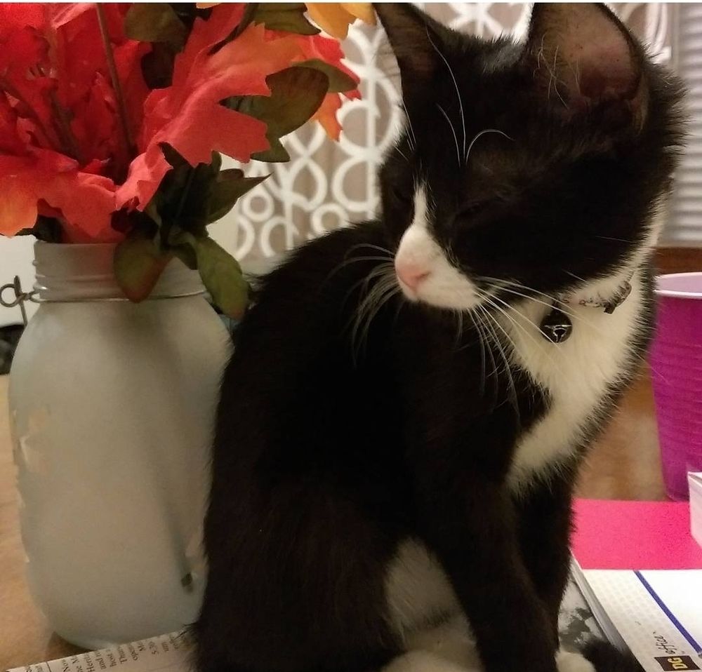 Black and white kitten standing in front of fall leaves in a jar on a table. She is squinting and happy.