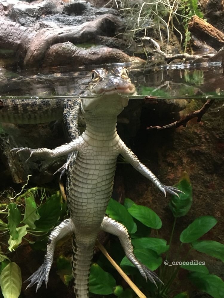 A juvenile alligator floating, with an its head at the surface of the water, we can see below the surface all of its limbs stretched out. The belly of the gator is flat, but prominent, white and scaly.