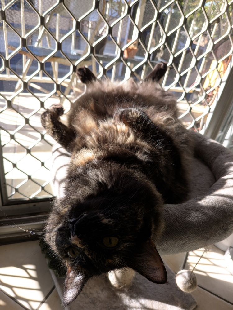 A black and tan fluffy cat lays on its back on a platform with sun rays coming in through sliding doors warming her belly.