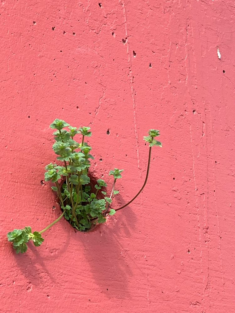 A tiny wild plant growing in the drainage hole of a concrete retaining wall that is painted salmon pink. The plant kind of looks like it’s spreading its arms and is about to burst into song. My kid decided the plant’s name is Jim.