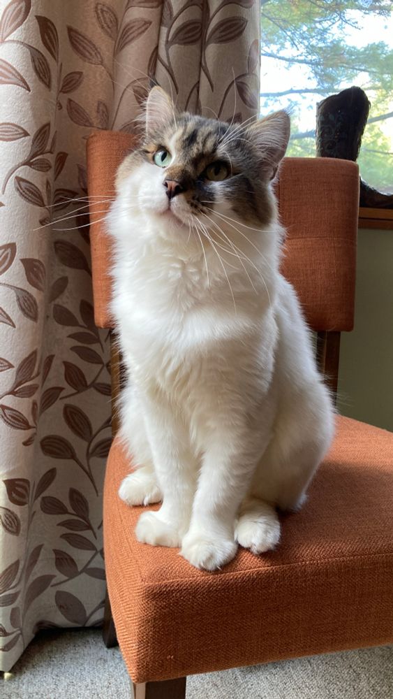 A photo of my cat, Pogo, sitting primly on an orange dining chair. He has medium-length fur and is all white save for a mask of tabby coloring (brown with black stripes) over the top half of his face.