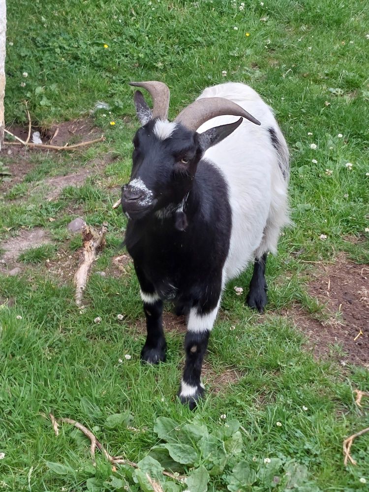 Une chèvre qui machouille un bout de branche avec l'air pas amusée du tout