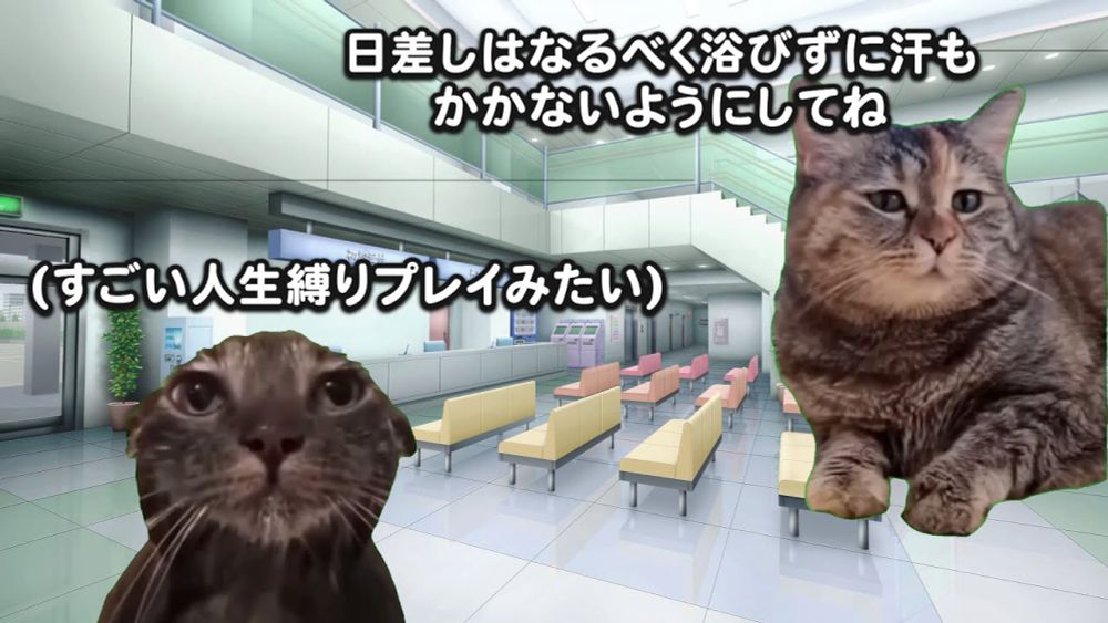 シャンプーが原因で大学中退・半年間ヴァンパイア生活した話　#猫ミーム　#猫meme