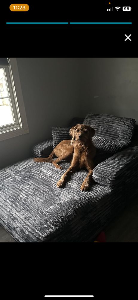 a good doggy with brown fur laying on a dark gray oversized chaise lounge