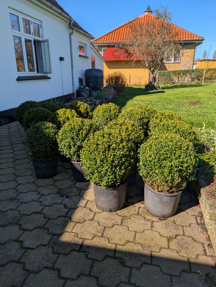 15 buksbom planter i sorte spande.