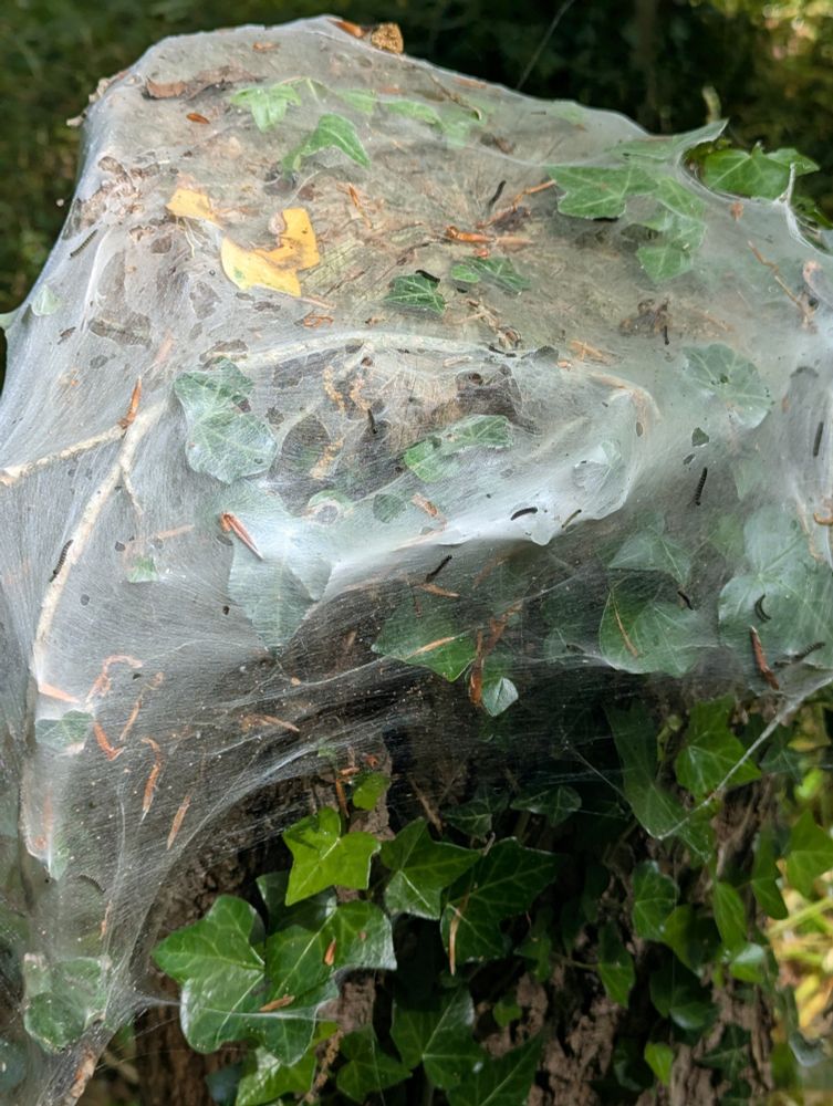 Looks like a white veil over a tree stump. There are caterpillars on it 