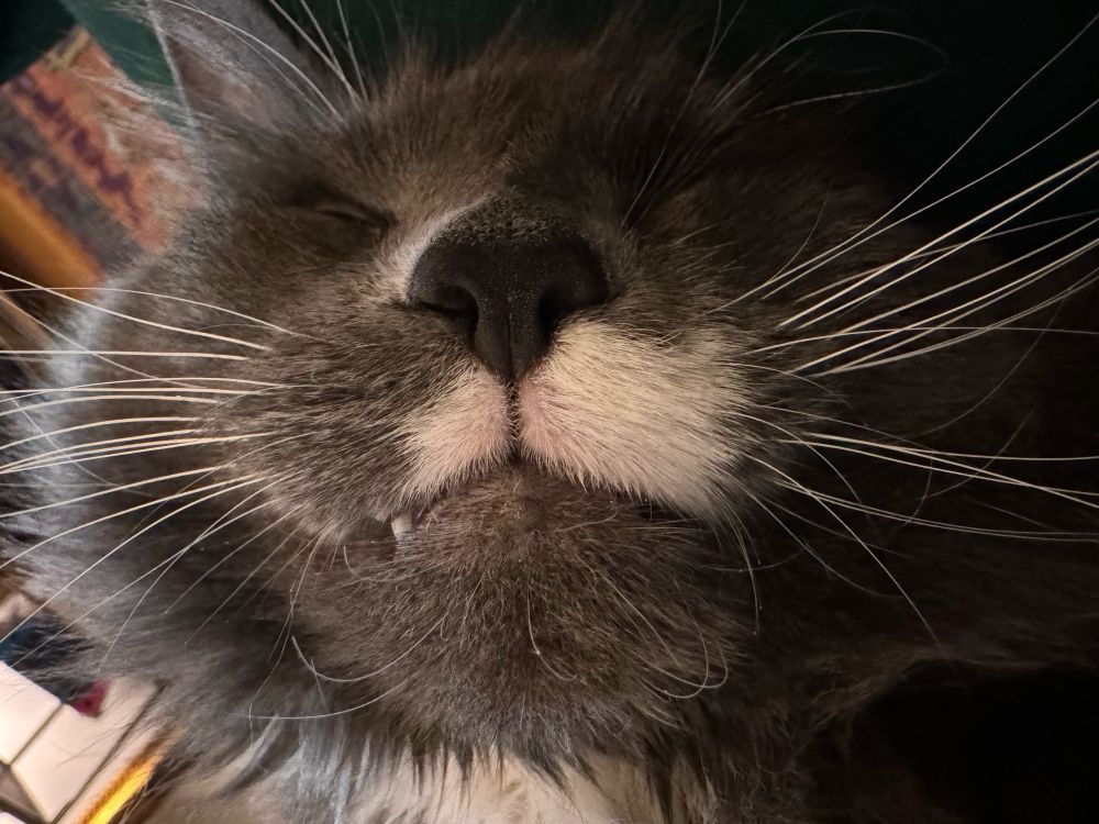 Cat’s muzzle with a tooth sticking out 