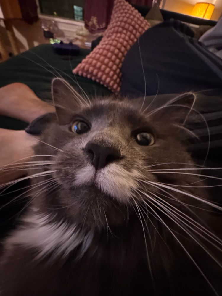Big boy cat
