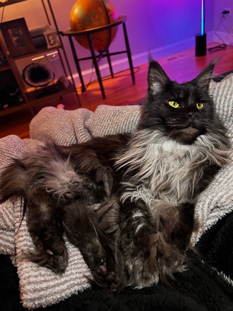 Black Maine coon cat with bright green-yellow eyes