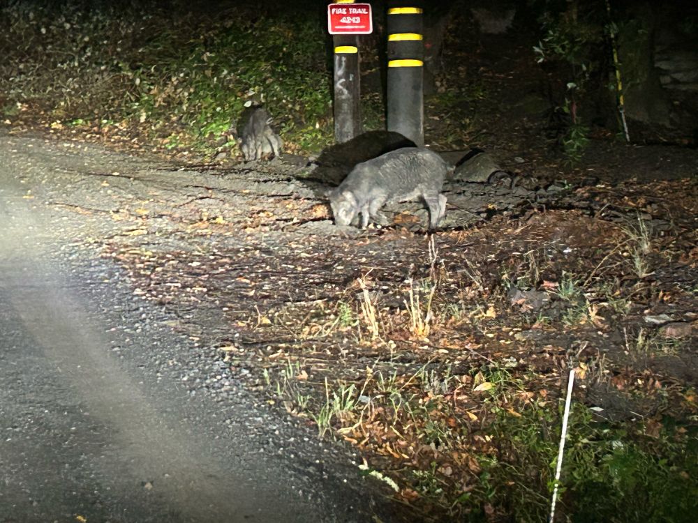Wild boar in the headlights at the side of the road. 