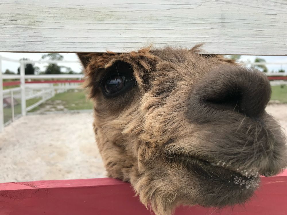 Close up of a tawny brown alpaca sticking its muzzle through a white and red-painted fence. Sand dusts the alpaca’s lower lip. The photographer is reflected in the alpaca’s eye. White sandy gravel and paddock can be seen in the background. The sky is overcast.