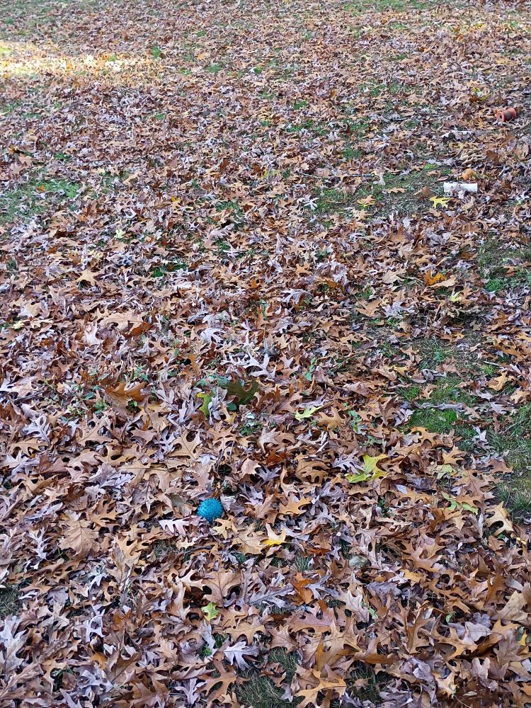 A field of fallen Autumn leaves.