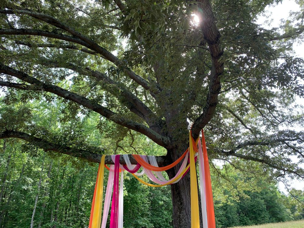a single tree stands apart from woods in the background. streamers hang from the tree’s branches. the streamers are dark magenta, pink, white, yellow, and orange