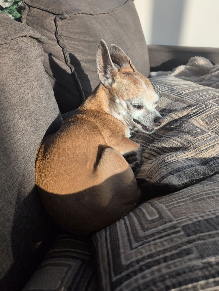 Chihuahua mid-sneeze