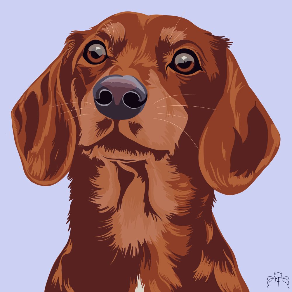 A red dachshund with a white stripe on her chest on a purple background.