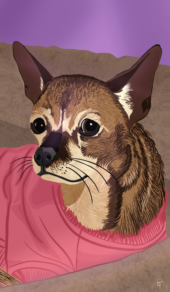 An older brown chihuahua wearing a pink shirt.