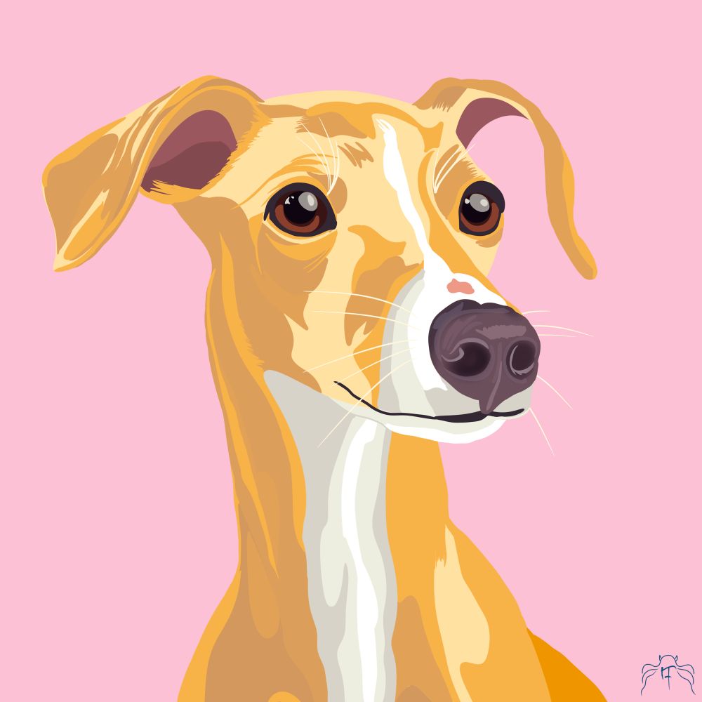 A yellow Italian greyhound with a prominent white stripe on her nose and chest. She also has a scar on her nose. Plain pink background.
