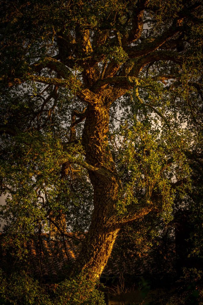 A cork oak in the light of the setting sun