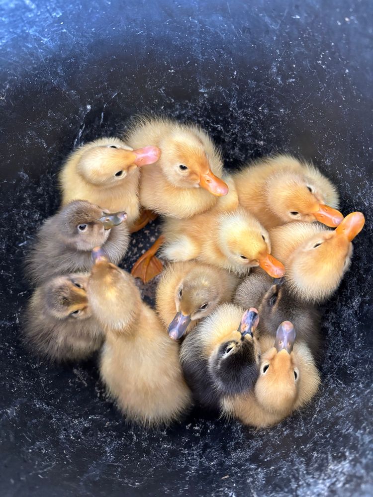 A bunch of multi coloured ducklings in a black bucket looking fucking adorable